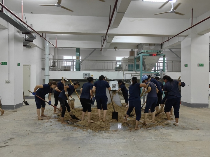 制曲车间工人忙制曲。仁怀市融媒体中心供图