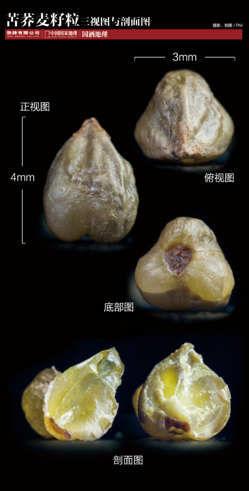 苦荞麦•藏在大地折叠处的“百谷之冠”