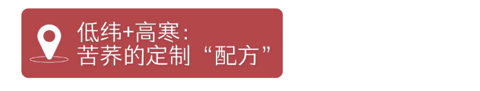 苦荞麦•藏在大地折叠处的“百谷之冠”