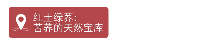 苦荞麦•藏在大地折叠处的“百谷之冠”