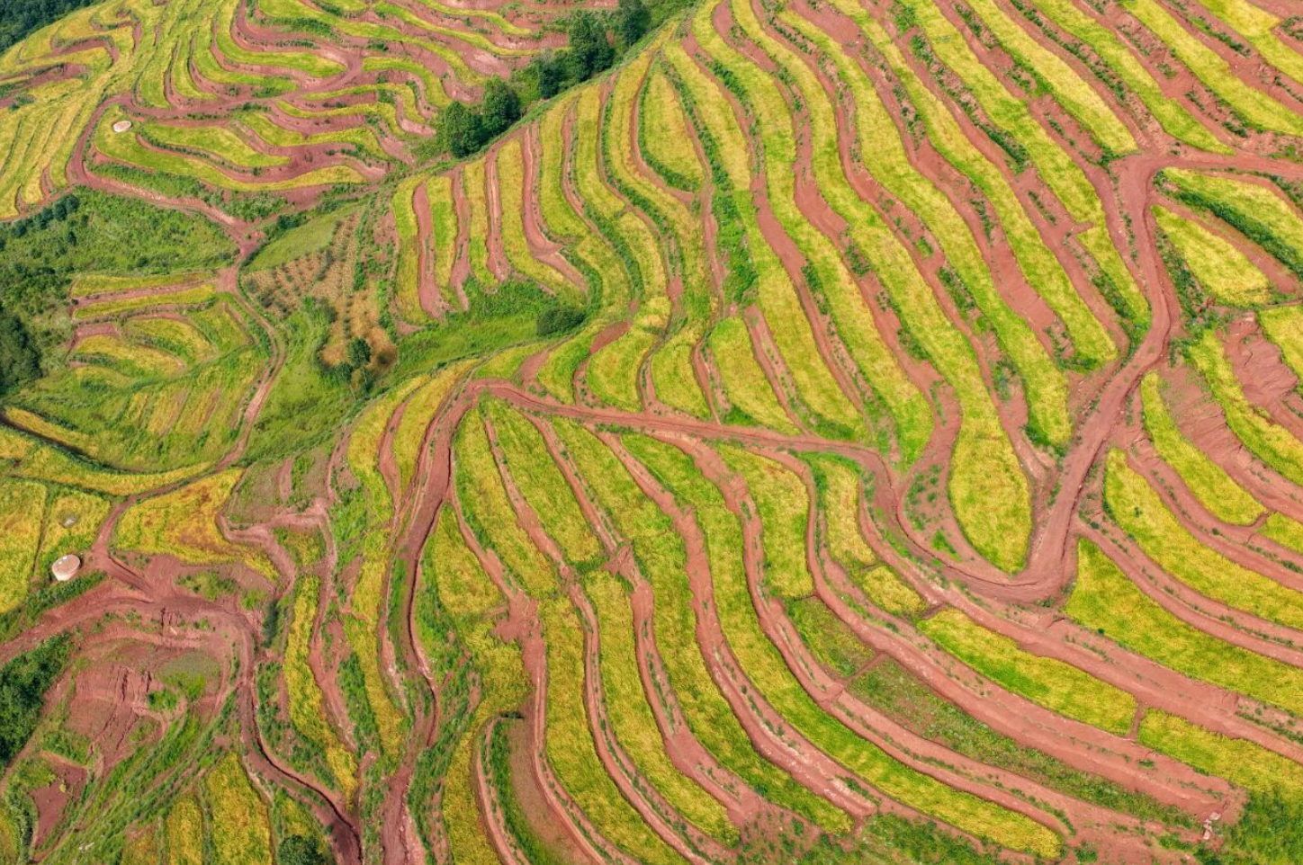 苦荞麦•藏在大地折叠处的“百谷之冠”