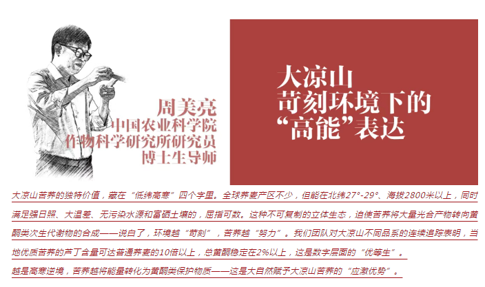 苦荞麦•藏在大地折叠处的“百谷之冠”