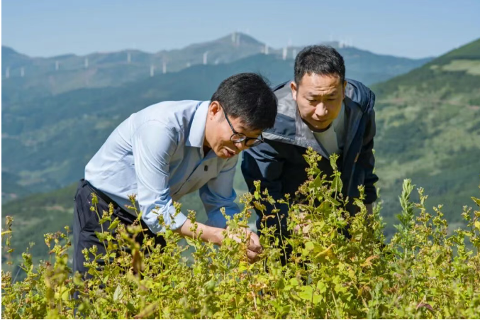 苦荞麦•藏在大地折叠处的“百谷之冠”