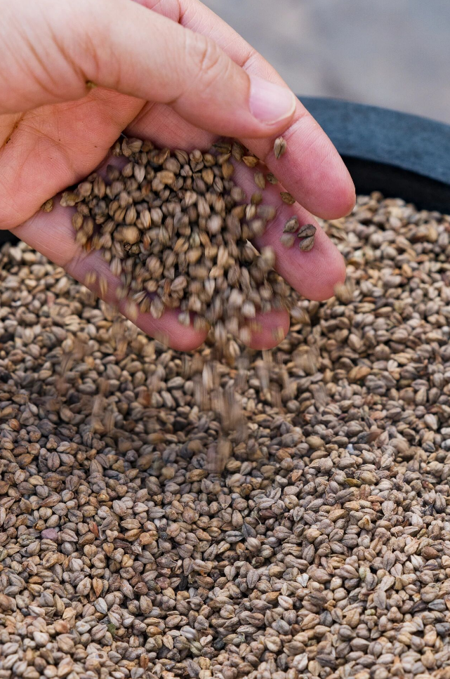 苦荞麦•藏在大地折叠处的“百谷之冠”