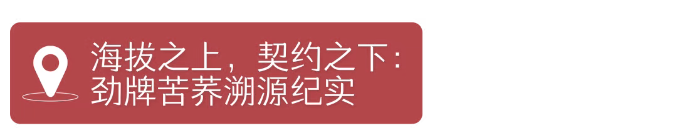 苦荞麦•藏在大地折叠处的“百谷之冠”