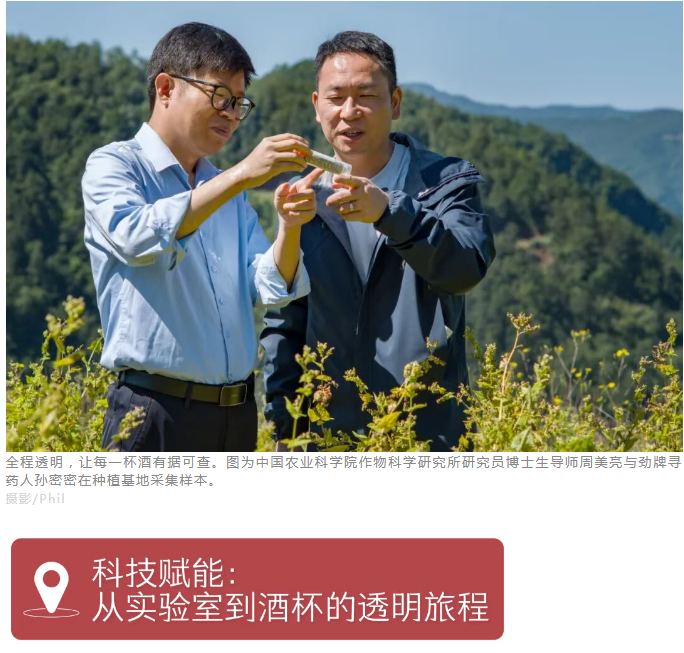 苦荞麦•藏在大地折叠处的“百谷之冠”