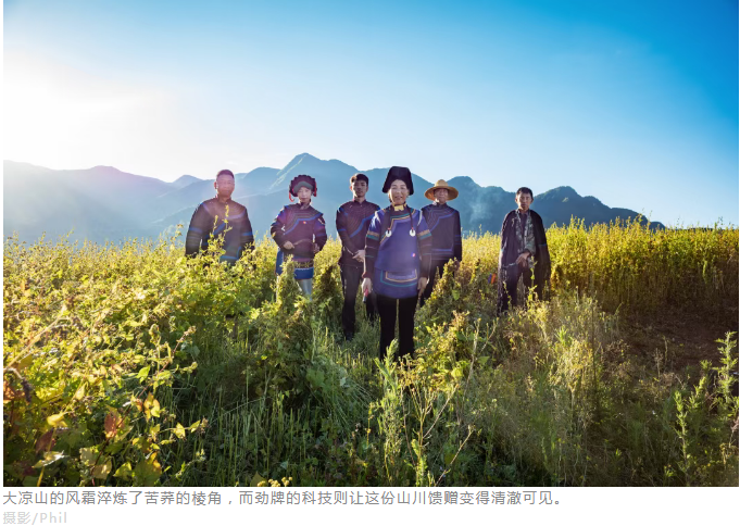苦荞麦•藏在大地折叠处的“百谷之冠”